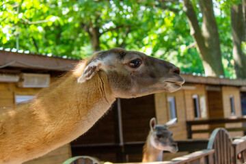 The llama looks into the camera.