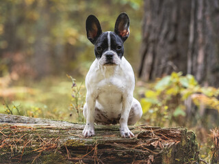 Cute puppy sits on a tree in the forest on a sunny, clear day. Close-up, outdoor. Day light. Concept of care, education, obedience training and raising pets