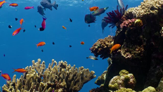 Amidst vibrant corals, Sea Goldies (Lyretail Anthias) and Swarthy Parrotfish elegantly swim in this medium shot of the Great Barrier Reef