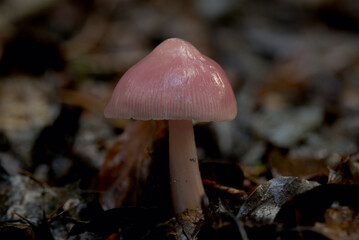 Pink ballerina meadow waxcap