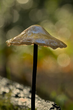 Garlic parachute mushroom