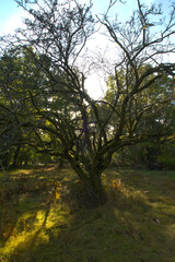 Ancient hawthorn tree in Autumn light