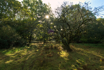 Fototapeta na wymiar Ancient hawthorn tree in broadleaved woodland autumn light