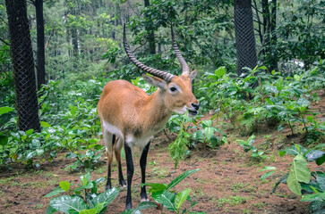 Obraz premium Lechwe antelope eating grass in captivity