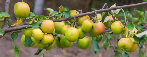 harvest of apples on the tree. Selective focus.