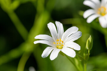 Greater stitchwort (rabelera holostea) flowers in bloom
