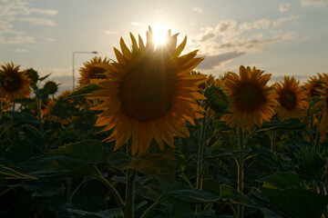 Sonnenblumenfeld in Poděbrady bei Sonnenuntergang