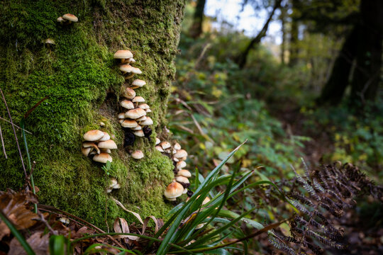 Hymenogastraceae fungi growing in a woodland in the Scottish Highlands