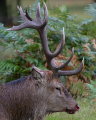 Large red deer stag with a bloody nose during the autumn rut in Bushy Park