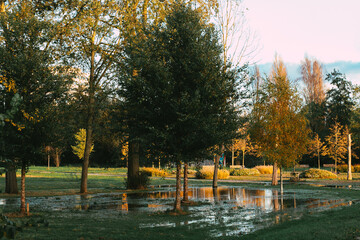 Autumn park during the golden hour with orange leaves