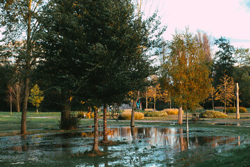 Autumn park during the golden hour with orange leaves