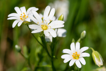 Close up of greater stitchwort (rabelera holostea) flowers in bloom