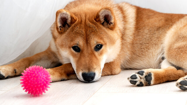 shiba inu with a ball toy