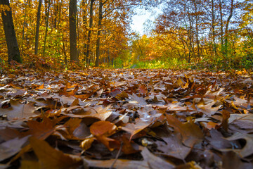 Naklejka premium Autumn forest with setting sun shining through leaves and branches. Nature, forestry, Trees, habitat, environment and sustainability concepts, desktop