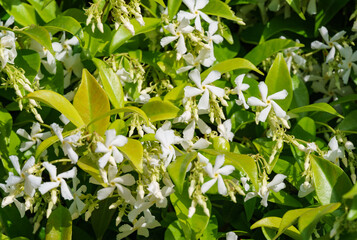 Closeup of the white flowering blossoming Star jasmine, or Rhynchospermum jasminoides. Evergreen garden climbing plant Trachelospermum jasminoides in Adler