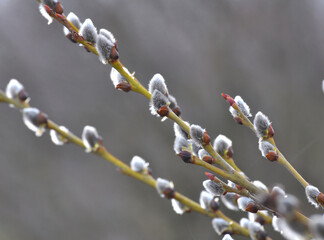 Flowering branch of willow (Salix caprea)