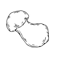 Linear sketch, doodles of forest mushrooms. Vector graphics.