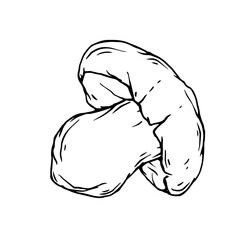 Linear sketch, doodles of forest mushrooms. Vector graphics.