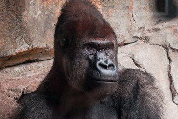 oasi bioparco safari fauna