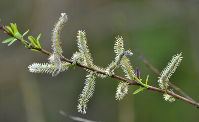 Purple willow (Salix purpurea) grows in nature