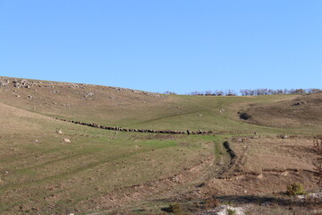A grassy field with a fence