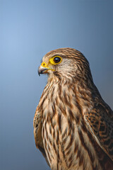 Common Kestrel
