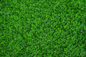 Overhead of green grass with heart-shaped leaves for texture or background.