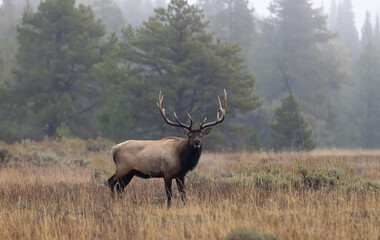 Buil Elk in the Rut in Wyoming in Autumn