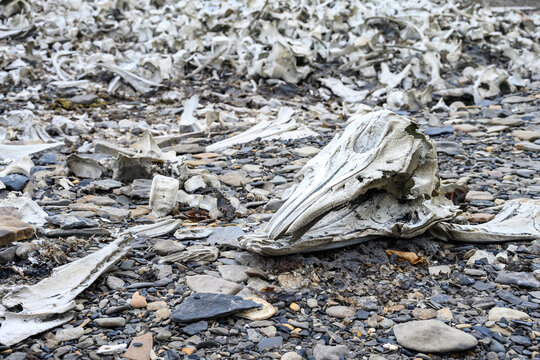Pile of whale bones with beluga whale skull on the beach at historic whaling station Bamsebu, arctic expedition tourism around Svalbard
