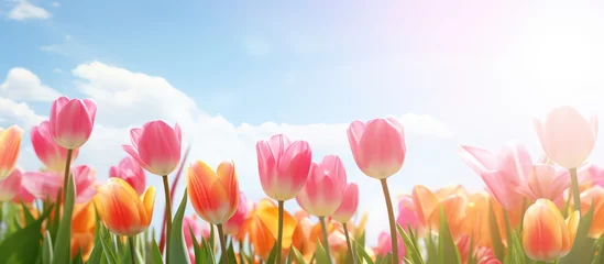 Muurstickers Sunlit tulips © AkuAku