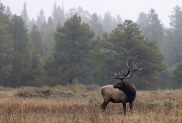 Buil Elk in the Rut in Wyoming in Autumn