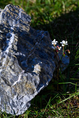 White flower of Drooping Saxifrage blooming in the sun, Gnalodden, Svalbard
