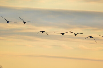 Flying birds at sunset