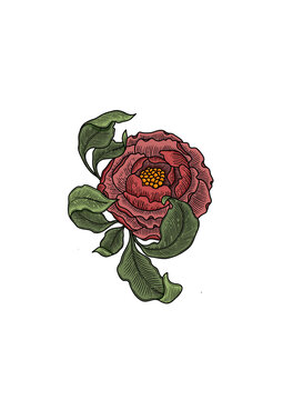 peonie rose