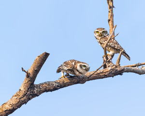 A Pair of Spotted Owl