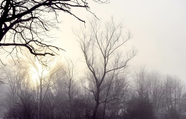 Fototapeta na wymiar Misty foggy winter trees