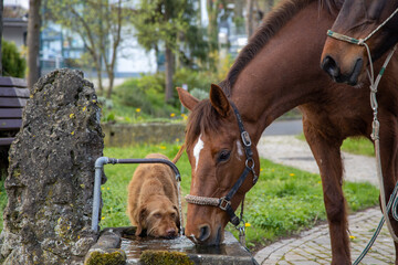 Pferd und Hund trinken am Brunnen