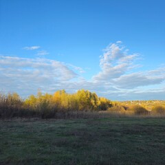 Fototapeta premium A field with trees and blue sky