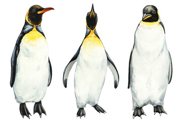 Watercolor set penguins isolated on white background. Hand drawn emperor penguins illustration - obrazy, fototapety, plakaty