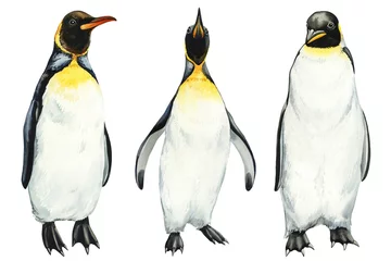 Deurstickers Watercolor set penguins isolated on white background. Hand drawn emperor penguins illustration © Hanna