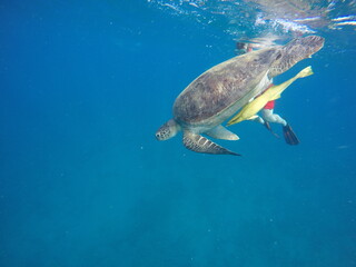 Obraz premium green turtle chelonia mydas gentle giant