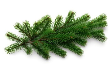 A Beautiful Pine Tree Branch on a Clean White Background Created With Generative AI Technology