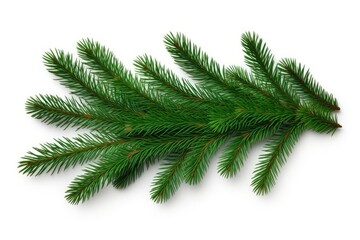 A Majestic Pine Branch Standing Proudly on a Blank Canvas Created With Generative AI Technology