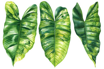 Paradise Palm Leaves set, Tropical Watercolor plant illustration on isolated white background, reddish philodendron © Hanna