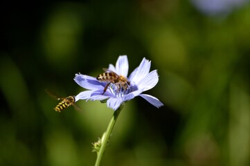 Fototapeta premium wasp on a blue flower