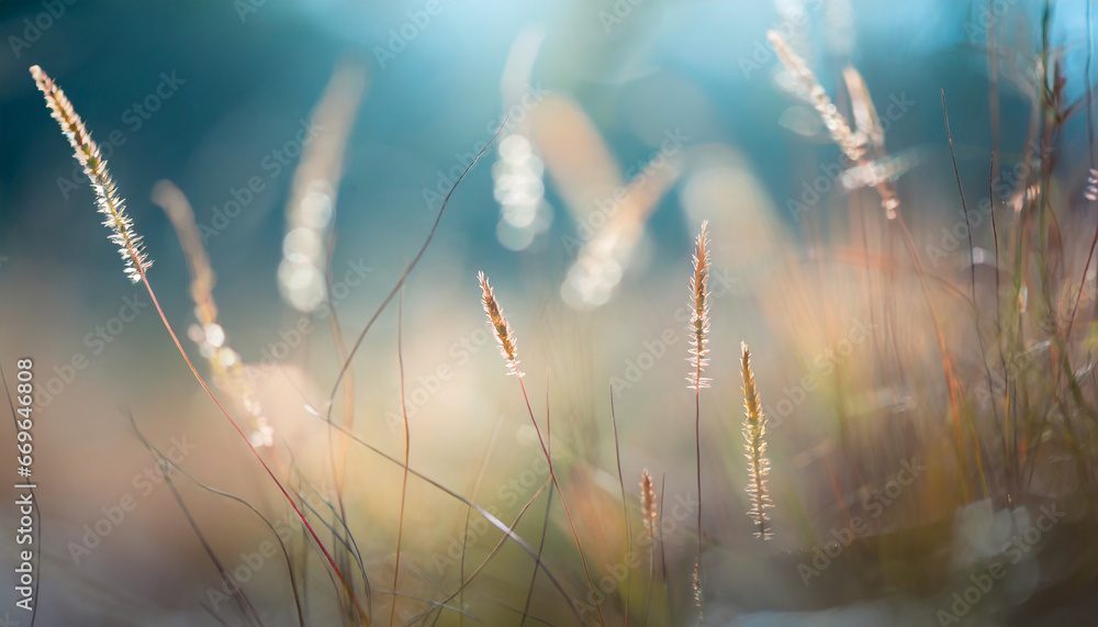 Poster wild grasses in a forest. macro image, shallow depth of field. abstract nature background