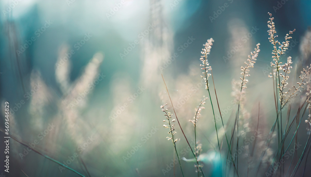 Poster wild grasses in a forest. macro image, shallow depth of field. abstract nature background