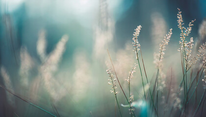 Wild grasses in a forest. Macro image, shallow depth of field. Abstract nature background