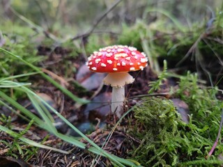 Fliegenpilz auf der Wiese