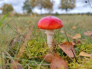 Roter punktloser Fliegenpilz